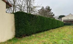 Taille de Haie  sur Saint-Sébastien après