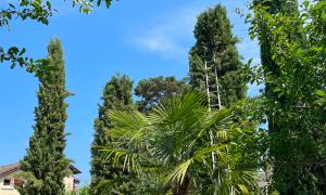 Étêtage de 4 cyprès de Provence