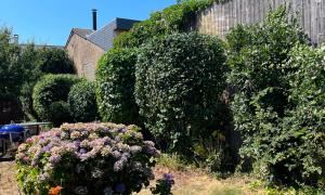 Apres taille d’arbustes sur Nantes