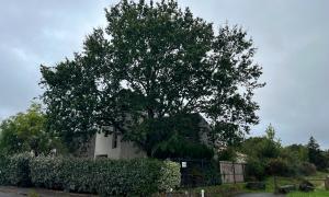  Étêtage et élagage d’un chêne sur Bouguenais