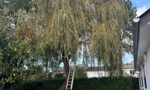 Taille d’un Saule sur la Chapelle sur Erdre