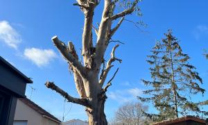 Élagage étêtage d’un Eucalyptus sur le Pèlerin 