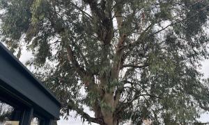 Élagage étêtage d’un Eucalyptus sur le Pèlerin 