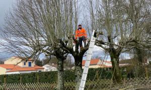 Étêtage sur Bouguenais