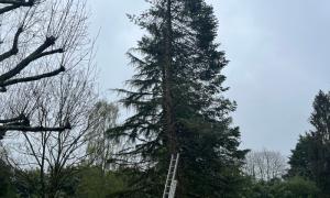 Abattage d’un cèdre vert sur Orvault 