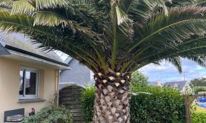 Taille d'un palm ananas