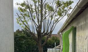 Élagage d’un catalpa 