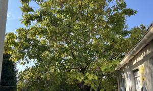 Élagage d’un catalpa 