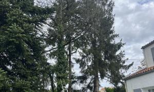 Abattage d’un sapin