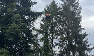 Abattage d’un sapin