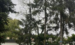 Abattage d’un sapin