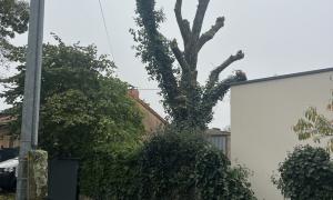 Étêtage d'un frêne