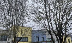 Abattage de frênes et d'acacias