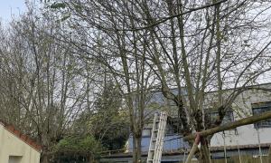 Étêtage d’un acacia