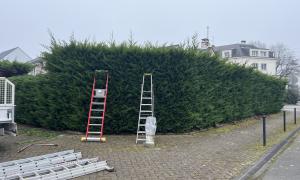 Rabattage de haie de Thuyas