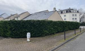 Rabattage de haie de Thuyas