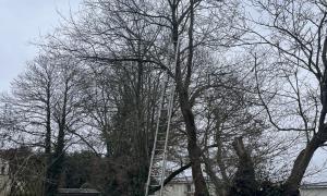 Étêtage de plusieurs Frênes