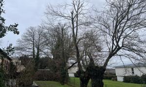 Étêtage de plusieurs Frênes