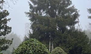 Haubanage d'un sapin