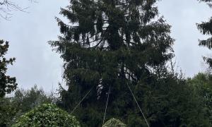 Haubanage d'un sapin