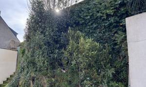 Abattage d'arbres et nettoyage de murs