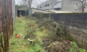 Débroussaillage et taille du lierre