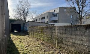Débroussaillage et taille du lierre