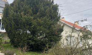 Élagage et éclaircissement d'un sapin