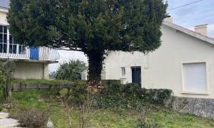Élagage et éclaircissement d'un sapin