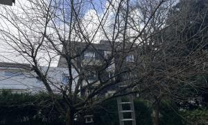 Élagage d'un arbre