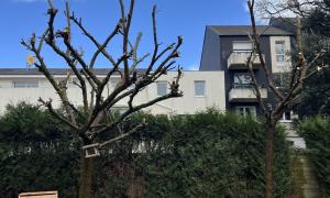 Élagage d'un arbre