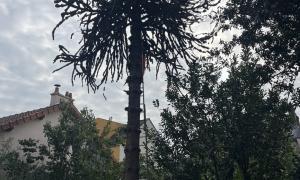 Elagueur Araucaria