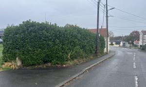 Taille de haie laurier palme sur Nantes