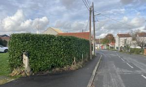 Taille de haie laurier palme sur Nantes