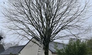 Elagueur Saint-Herblain