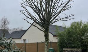 Elagueur Saint-Herblain