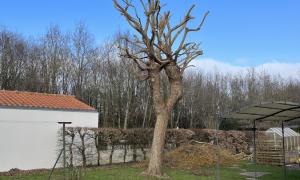 Elagueur Saint-Jean-de-Boiseau