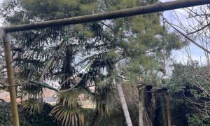 Elagueur Chantenay-sur-Loire