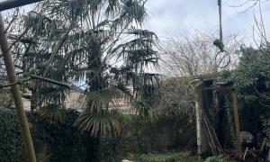 Elagueur Chantenay-sur-Loire