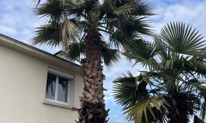 Élagage d’un Palmier sur Bouguenais