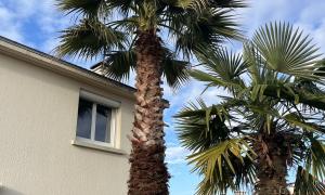 Élagage d’un Palmier sur Bouguenais