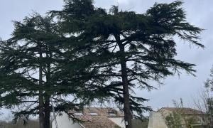 Elagueur Saint-Colomban