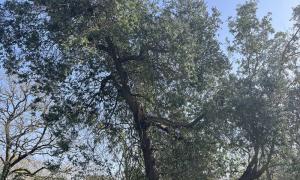 Étêtage d’un Eucalyptus