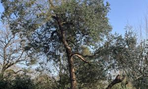 Étêtage d’un Eucalyptus