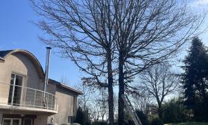  Étêtage d’un Chêne