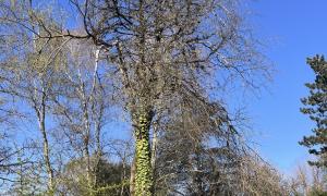 Abattage d’un Sapin et d’un Frêne sur Sautron 