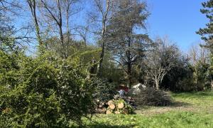 Abattage d’un Sapin et d’un Frêne sur Sautron 