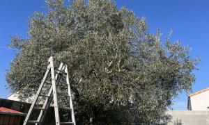  Étêtage d’un Olivier