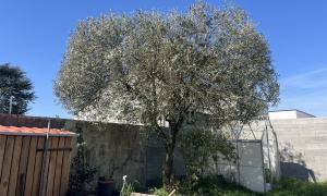  Étêtage d’un Olivier