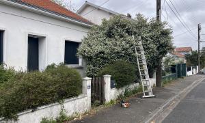 Abattage de haie sur Nantes 